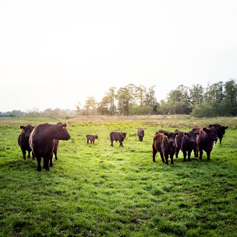 media/image/Unsere-Tiere-Rinder-1.jpg