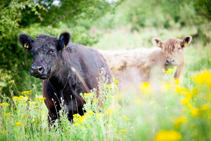 media/image/einstuckland_galloways_info.jpg