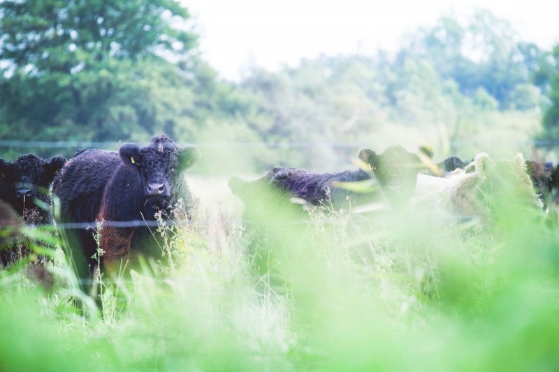 media/image/einstuckland_galloway_weide.jpg