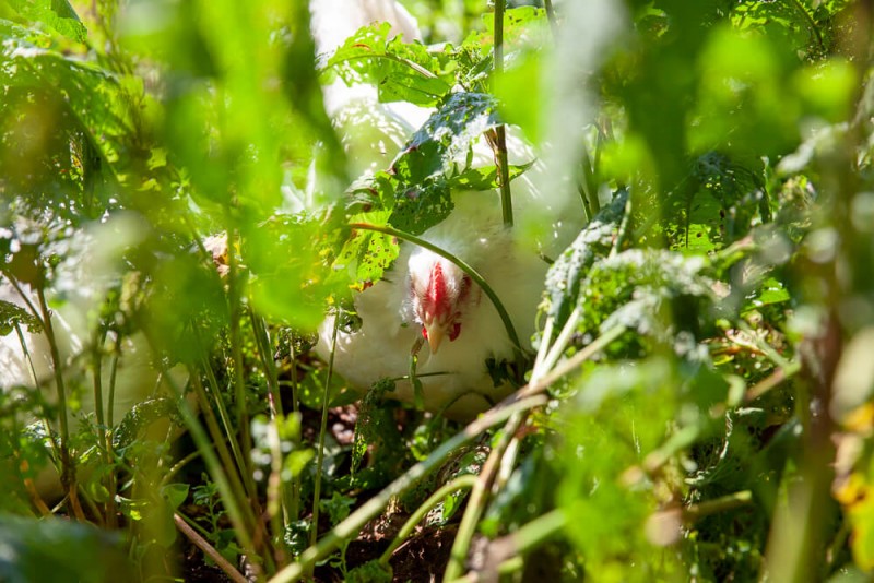 media/image/Hahnchen-versteckt-Bild-1.jpg