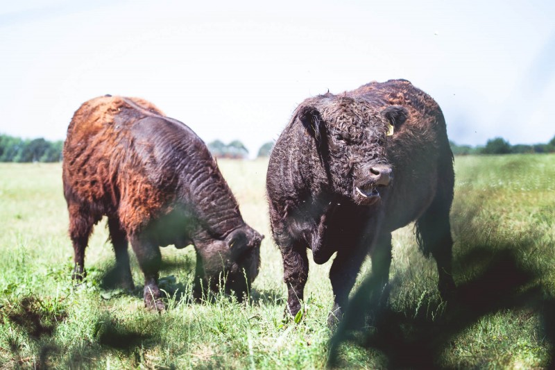 media/image/Greiner-Galloways-1.jpg