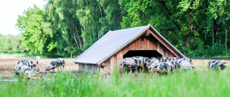 media/image/Header-Schweinefleisch-1.jpg