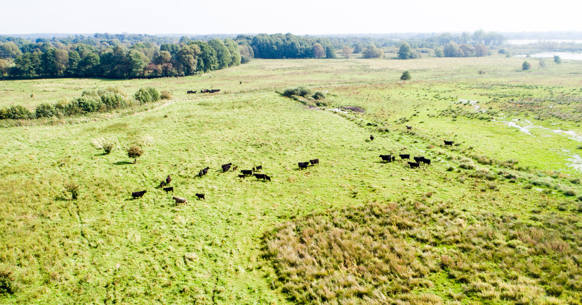 Galloway Fleischpakete aus SchleswigHolstein online bestellen