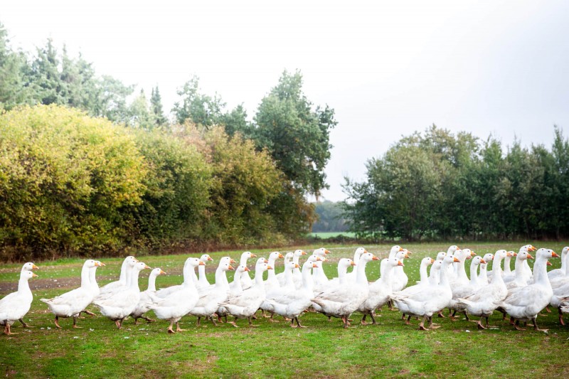 media/image/Gans-Ente-2-NEU.jpg