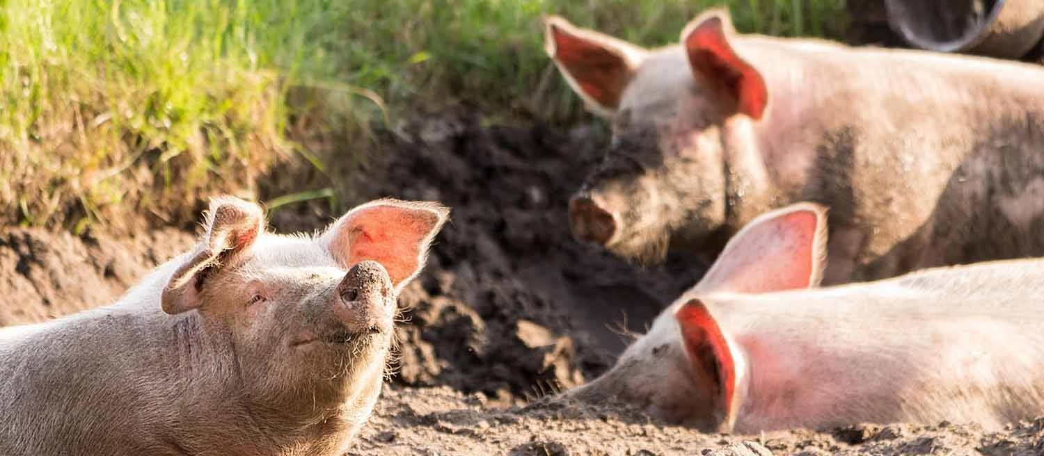 Banner-Blog-Regionalitat-modern