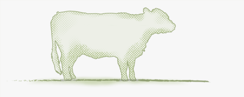 media/image/category_title_galloway-neu.png